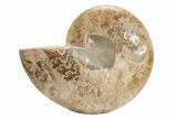 Choffaticeras (Daisy Flower) Ammonite Half - Madagascar #216931-1